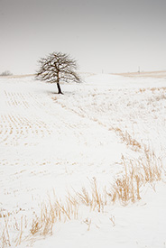 DSC_2862-650-WinterTree