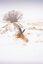 DSC_2893-650-FenceandTree