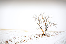 DSC_2992-1000-TornTree