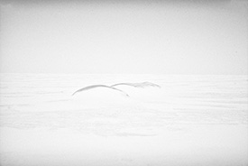 DSC_3018-1000-PrairieMounds