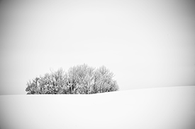 DSC_2862-650-WinterTree