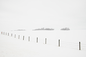 DSC_3741-1000-FenceLine
