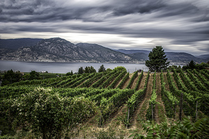 DSC_6656-550h-NaramataVineyards