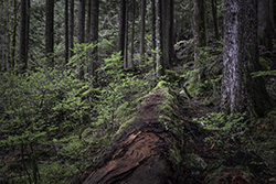 DSC_5864-1272 Cascade Falls Regional Park
