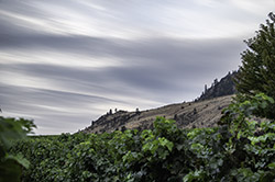 DSC_7568-850-Skies-Vineyards