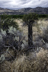 DSC_7963-850-OliveerDrylands