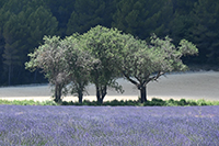 lavender